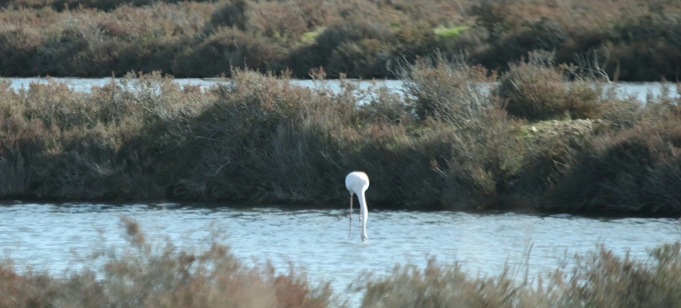 Introduction sur la faune et la flore du Var